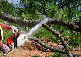 Best Hazardous Tree Removal  in Caoncito, NM